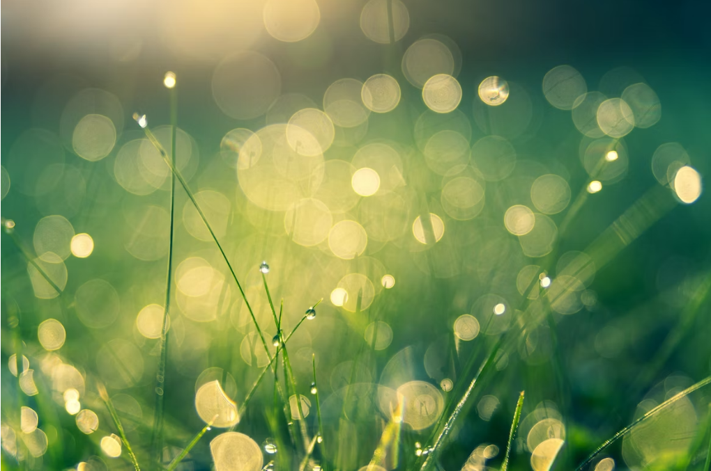 🧷 Las imperdibles #8: greenhusing, buenas prácticas y los orígenes del dircom